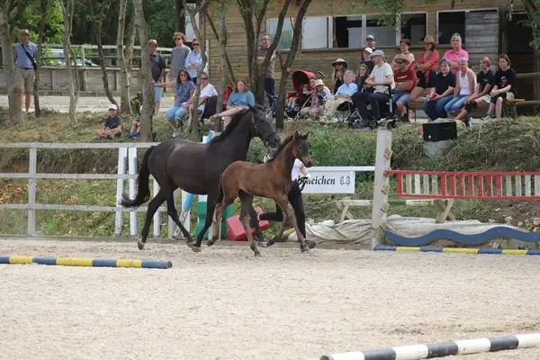 2-jährige Stute mit tollem Charakter und hoher Qualität