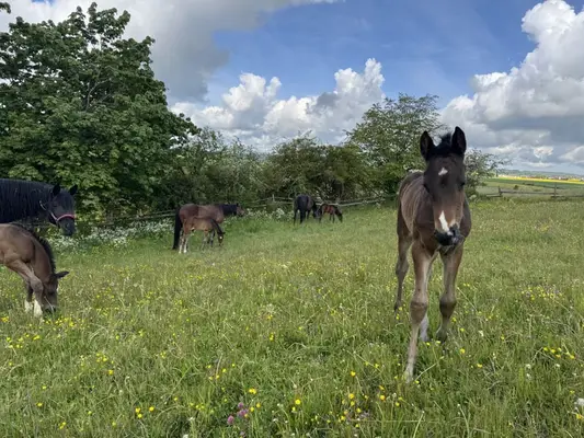 Hengstfohlen geboren für den Busch