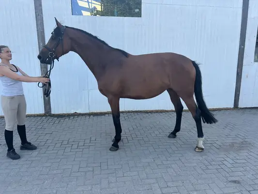 Yegua de cría con ascendencia de primera calidad en venta