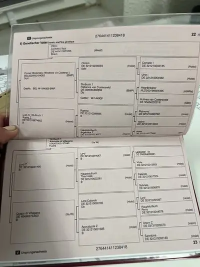 Zuchtstute mit top Abstammung zu verkaufen