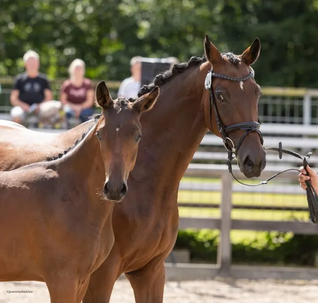 Moderner Sportlernachwuchs mit bewertem Pedigree