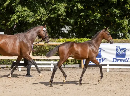 Moderner Sportlernachwuchs mit bewertem Pedigree