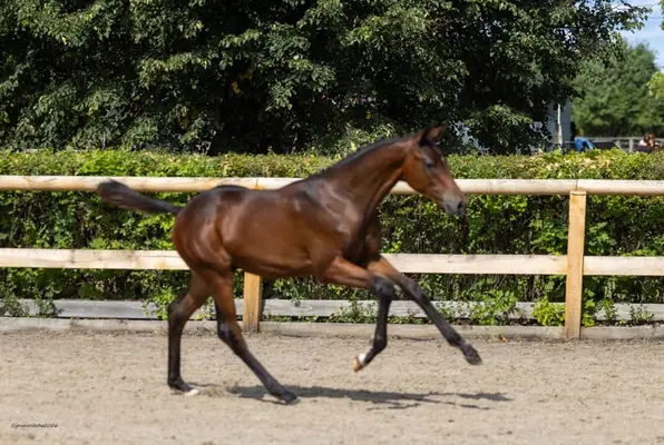 Moderner Sportlernachwuchs mit bewertem Pedigree