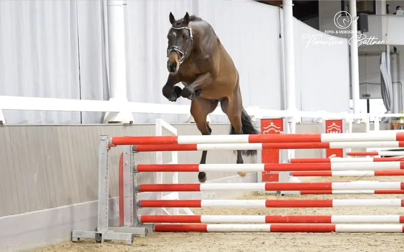Springtalent mit bester Einstellung