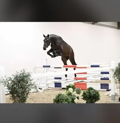 Springtalent mit bester Einstellung