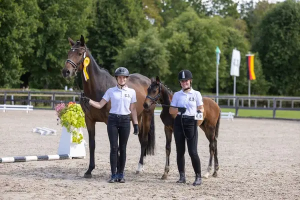 Championatsfohlen!