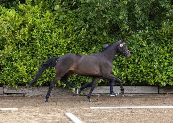 Una joya para el deporte y la cría