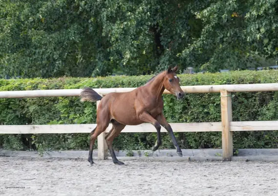 Chianto- ein Zukunftssportler mit vielseitigen Perspektiven!