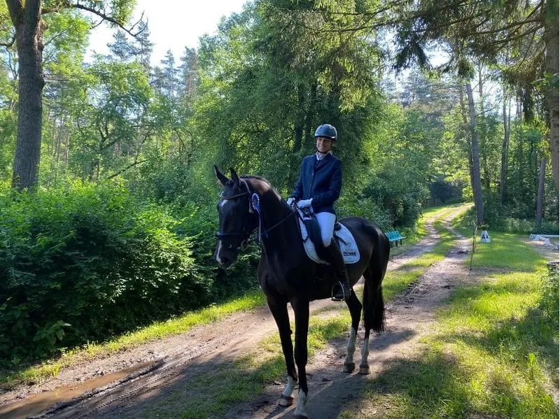 Elegante Trakehner-Stute