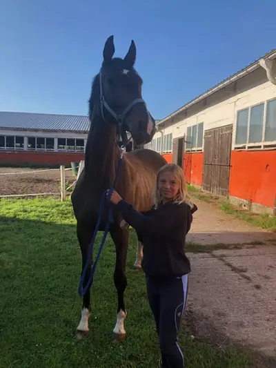 Elegante Trakehner-Stute