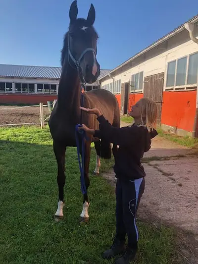 Elegante Trakehner-Stute