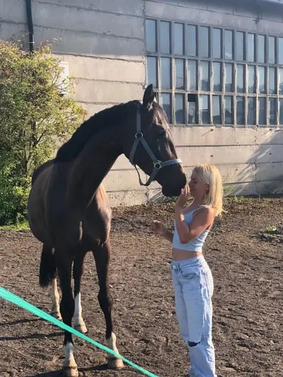 Elegante Trakehner-Stute
