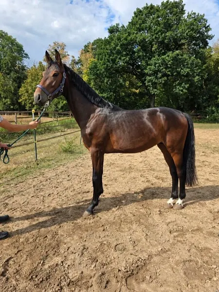 2j. Hengst im Huntertyp