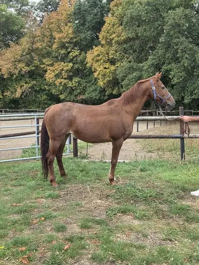 Reitpony brav und umgänglich