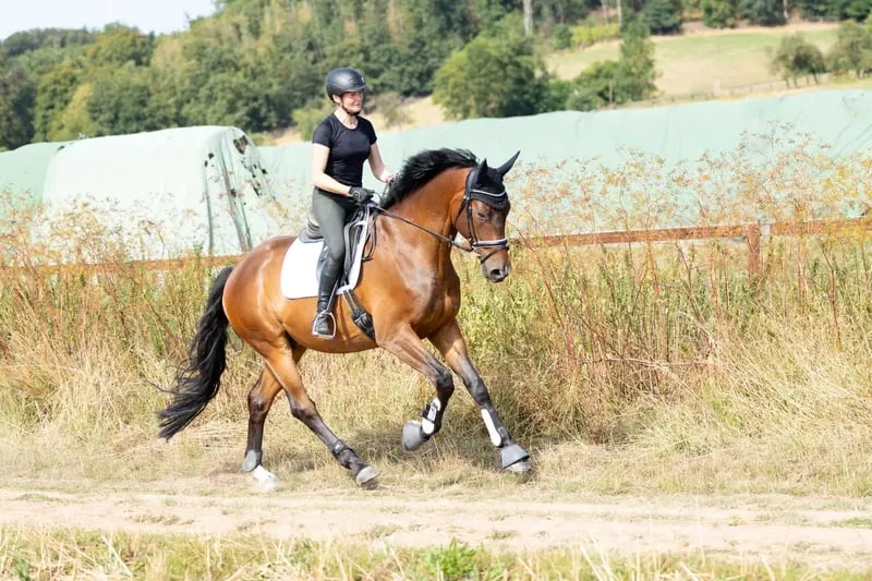 Symphatischer Trakehner-Wallach für Sport- und Freizeit