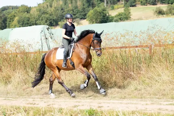 Simpático castrado Trakehner para deporte y ocio