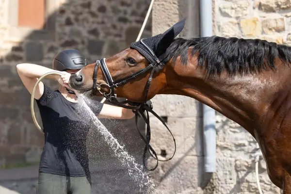 Symphatischer Trakehner-Wallach für Sport- und Freizeit