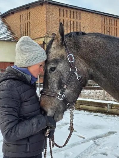 Chicer Schimmelwallach mit einem sehr feinen Charakter