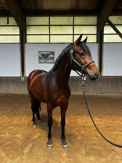 Magnifique cheval de dressage avec un charisme particulier