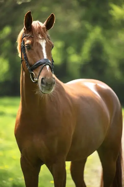 Eleganter Dressur Youngster