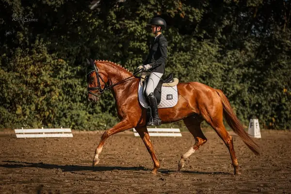 Eleganter Dressur Youngster