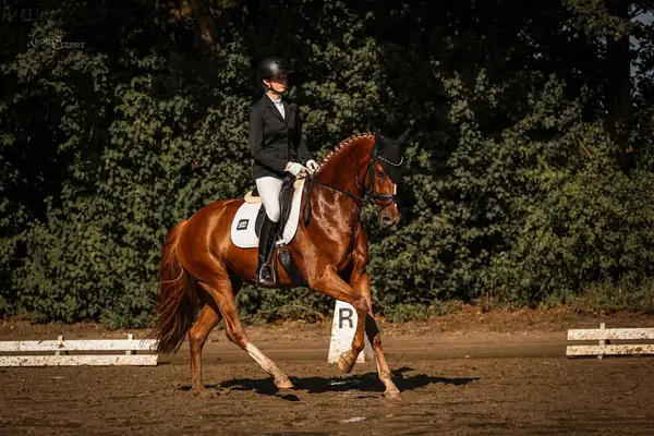 Eleganter Dressur Youngster