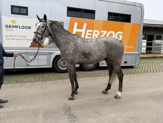 Springpferd