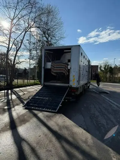 Pferdetransporte für 7 Pferde