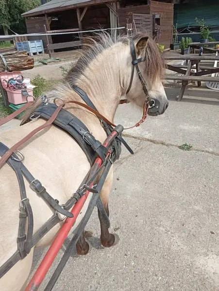 Shetty fahr Pony