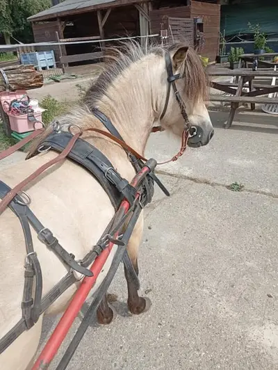 Shetty poney d'attelage