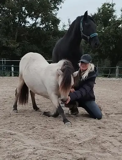 Shetty fahr Pony
