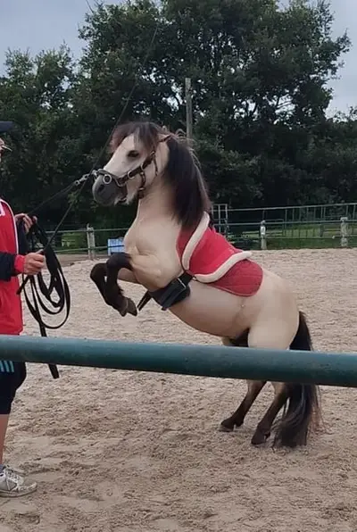 Shetty fahr Pony