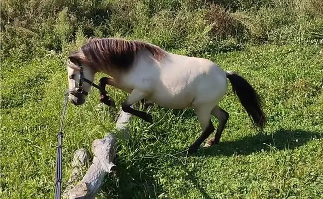 Shetty fahr Pony