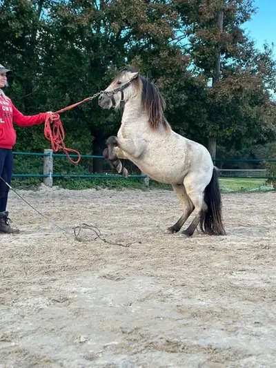 Shetty fahr Pony