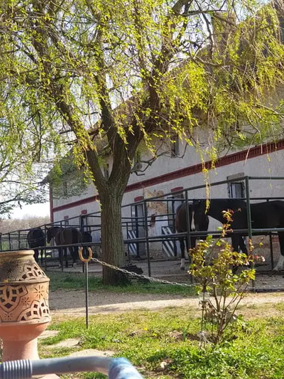 Reitanlage mit 60er Halle an der österreichischen Grenze