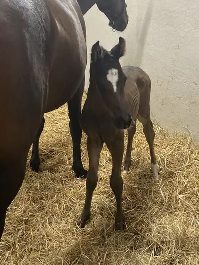 Jungpferd, Hengst, geboren 2026, sired by Real Dream out of Lauries Crusador.