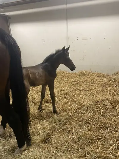 Jungpferd, Hengst, geboren 2026, sired by Real Dream out of Lauries Crusador.