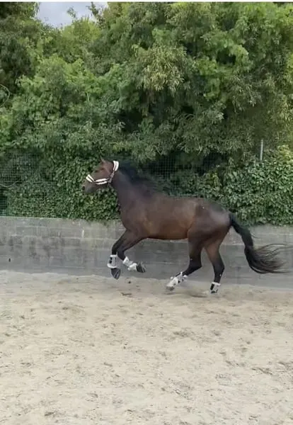 Florigold, 4-jähriger Wallach, Dressurpferd, 1,82 m