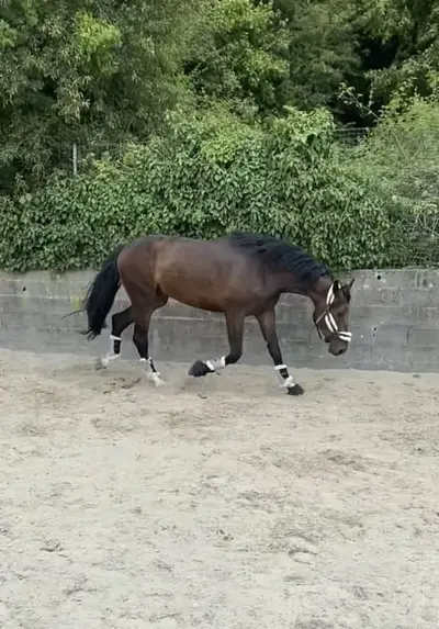 Florigold, 4-jähriger Wallach, Dressurpferd, 1,82 m