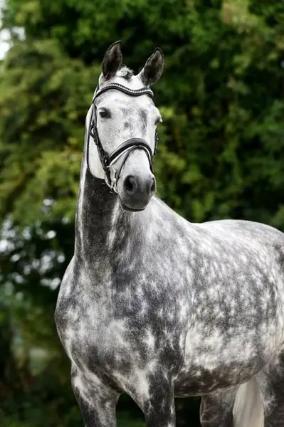 Dressur-Stute, 8 Jahre alt, Siegerin in Young Horse-Wettbewerben
