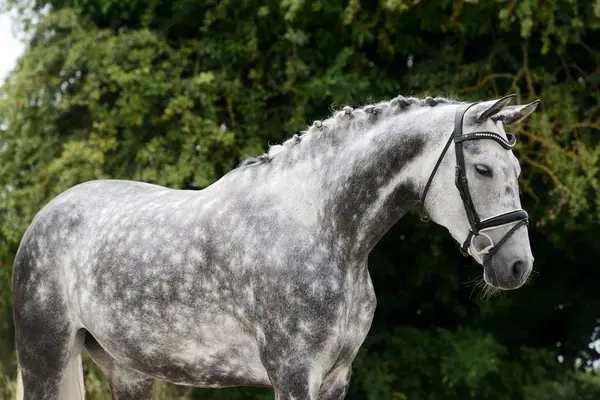 Dressur-Stute, 8 Jahre alt, Siegerin in Young Horse-Wettbewerben