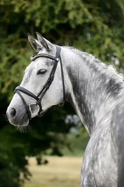 Dressur-Stute, 8 Jahre alt, Siegerin in Young Horse-Wettbewerben