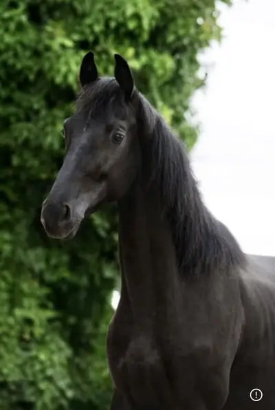 Hengst, Dressur, KWPN, 2 Jahre alt