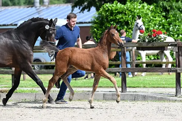 Premium Foal by Charthago Blue from the Line of Codex One
