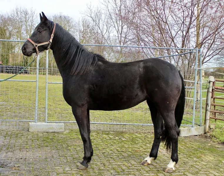 Dimaggio Black Tochter aus dem Stamm der Schließerin