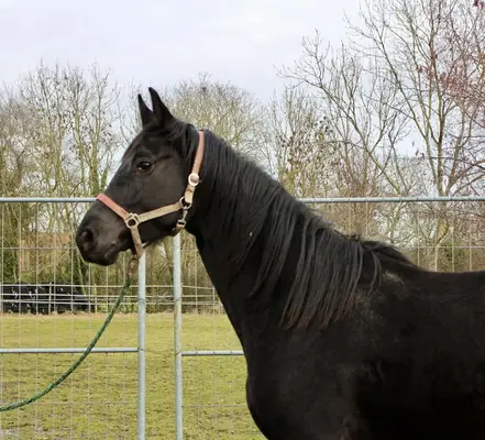 Dimaggio Black Tochter aus dem Stamm der Schließerin