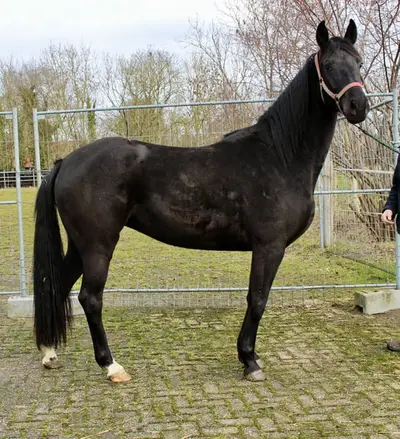 Dimaggio Black Tochter aus dem Stamm der Schließerin