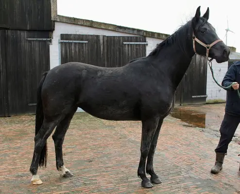 Dimaggio Black Tochter aus dem Stamm der Schließerin