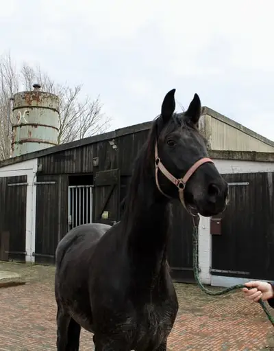 Dimaggio Black Tochter aus dem Stamm der Schließerin