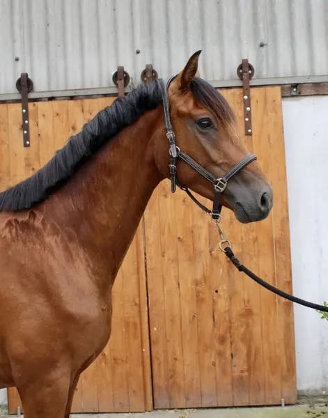 Toller Kumpel des Zoom sucht förderndes Zuhause